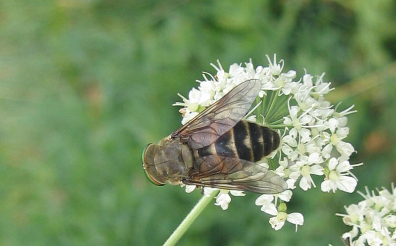 Tabanidae da determinare.....